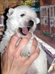Sugar Star FCI, Hodowla West Highland White Terrier, West Highland White Terriery