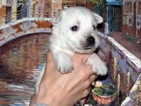 Sugar Star FCI, Hodowla West Highland White Terrier, West Highland White Terriery