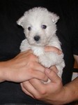 Sugar Star FCI, Hodowla West Highland White Terrier, West Highland White Terriery