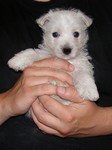 Sugar Star FCI, Hodowla West Highland White Terrier, West Highland White Terriery