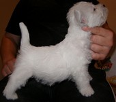 Sugar Star FCI, Hodowla West Highland White Terrier, West Highland White Terriery