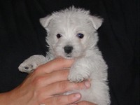Sugar Star FCI, Hodowla West Highland White Terrier, West Highland White Terriery