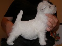 Sugar Star FCI, Hodowla West Highland White Terrier, West Highland White Terriery
