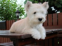 Sugar Star FCI, Hodowla West Highland White Terrier, West Highland White Terriery
