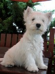 Sugar Star FCI, Hodowla West Highland White Terrier, West Highland White Terriery