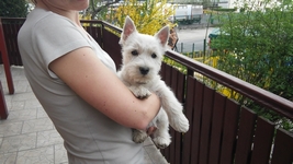 Sugar Star FCI, Hodowla West Highland White Terrier, West Highland White Terriery