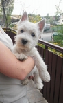 Sugar Star FCI, Hodowla West Highland White Terrier, West Highland White Terriery