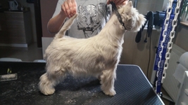 Sugar Star FCI, Hodowla West Highland White Terrier, West Highland White Terriery