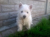 Sugar Star FCI, Hodowla West Highland White Terrier, West Highland White Terriery