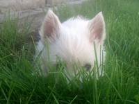 Sugar Star FCI, Hodowla West Highland White Terrier, West Highland White Terriery