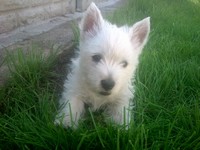 Sugar Star FCI, Hodowla West Highland White Terrier, West Highland White Terriery