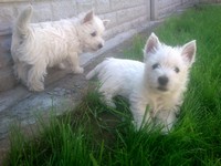 Sugar Star FCI, Hodowla West Highland White Terrier, West Highland White Terriery