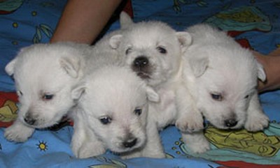 Sugar Star FCI, Hodowla West Highland White Terrier, West Highland White Terriery