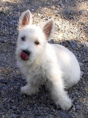 Sugar Star FCI, Hodowla West Highland White Terrier, West Highland White Terriery