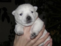 Sugar Star FCI, Hodowla West Highland White Terrier, West Highland White Terriery
