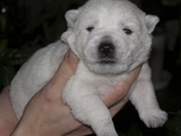 Sugar Star FCI, Hodowla West Highland White Terrier, West Highland White Terriery