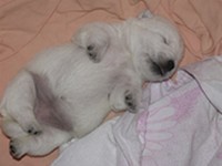 Sugar Star FCI, Hodowla West Highland White Terrier, West Highland White Terriery