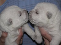 Sugar Star FCI, Hodowla West Highland White Terrier, West Highland White Terriery