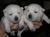 Sugar Star FCI, Hodowla West Highland White Terrier, West Highland White Terriery