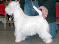Sugar Star FCI, West Highland White Terrier Zucht, West Highland White Terriers