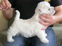 Sugar Star FCI, Hodowla West Highland White Terrier, West Highland White Terriery