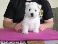 Sugar Star FCI, Hodowla West Highland White Terrier, West Highland White Terriery