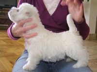 Sugar Star FCI, Hodowla West Highland White Terrier, West Highland White Terriery