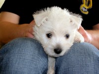 Sugar Star FCI, Hodowla West Highland White Terrier, West Highland White Terriery