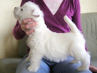 Sugar Star FCI, Hodowla West Highland White Terrier, West Highland White Terriery