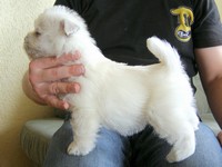 Sugar Star FCI, Hodowla West Highland White Terrier, West Highland White Terriery