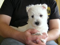 Sugar Star FCI, Hodowla West Highland White Terrier, West Highland White Terriery