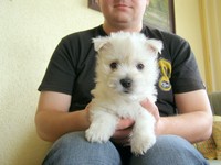 Sugar Star FCI, Hodowla West Highland White Terrier, West Highland White Terriery