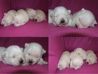 Sugar Star FCI, Hodowla West Highland White Terrier, West Highland White Terriery