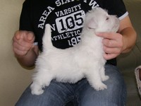 Sugar Star FCI, Hodowla West Highland White Terrier, West Highland White Terriery
