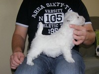 Sugar Star FCI, Hodowla West Highland White Terrier, West Highland White Terriery