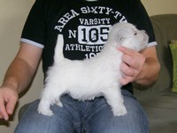 Sugar Star FCI, Hodowla West Highland White Terrier, West Highland White Terriery