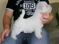 Sugar Star FCI, Hodowla West Highland White Terrier, West Highland White Terriery