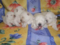 Sugar Star FCI, Hodowla West Highland White Terrier, West Highland White Terriery