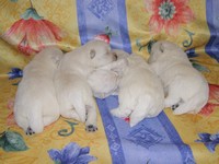 Sugar Star FCI, Hodowla West Highland White Terrier, West Highland White Terriery