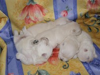 Sugar Star FCI, Hodowla West Highland White Terrier, West Highland White Terriery