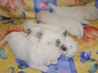 Sugar Star FCI, Hodowla West Highland White Terrier, West Highland White Terriery