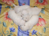 Sugar Star FCI, Hodowla West Highland White Terrier, West Highland White Terriery