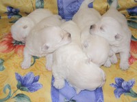 Sugar Star FCI, Hodowla West Highland White Terrier, West Highland White Terriery