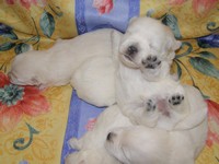 Sugar Star FCI, Hodowla West Highland White Terrier, West Highland White Terriery