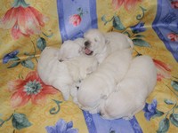 Sugar Star FCI, Hodowla West Highland White Terrier, West Highland White Terriery