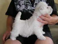 Sugar Star FCI, Hodowla West Highland White Terrier, West Highland White Terriery