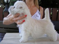 Sugar Star FCI, Hodowla West Highland White Terrier, West Highland White Terriery