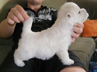 Sugar Star FCI, Hodowla West Highland White Terrier, West Highland White Terriery