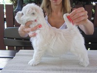 Sugar Star FCI, Hodowla West Highland White Terrier, West Highland White Terriery