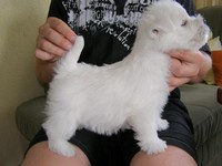 Sugar Star FCI, Hodowla West Highland White Terrier, West Highland White Terriery